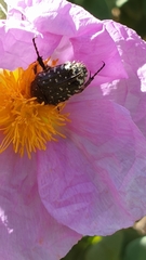 Oxythyrea funesta