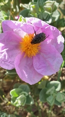 Oxythyrea funesta