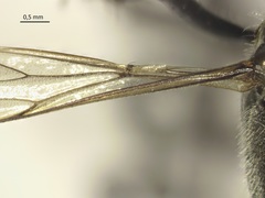 Ammophila
