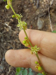 Muehlenbeckia rhyticarya