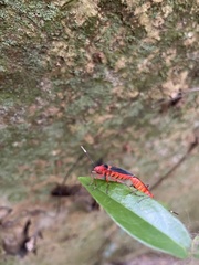 Dysdercus fulvoniger