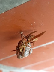 Polistes japonicus