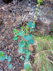 Muehlenbeckia rhyticarya