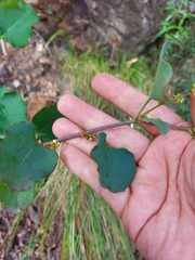 Muehlenbeckia rhyticarya