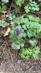 Corydalis solida