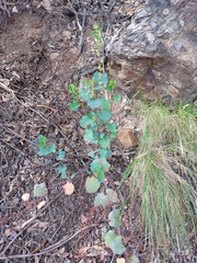 Muehlenbeckia rhyticarya