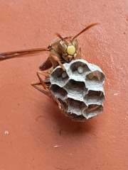 Polistes japonicus