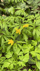 Anemonoides ranunculoides