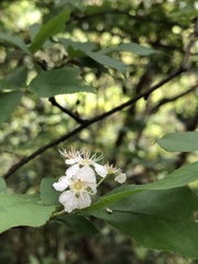 Photinia parvifolia