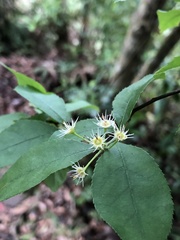 Photinia parvifolia