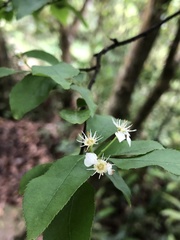 Photinia parvifolia