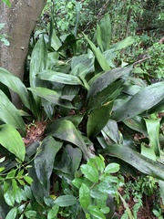 Aspidistra