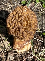Morchella esculenta