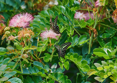 Graphium agamemnon menides