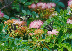 Graphium agamemnon menides