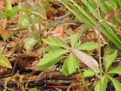 Parthenocissus quinquefolia
