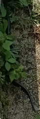 Naja sputatrix