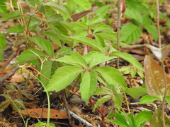 Parthenocissus quinquefolia