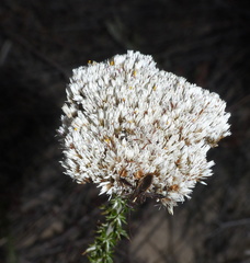Mirperus jaculus