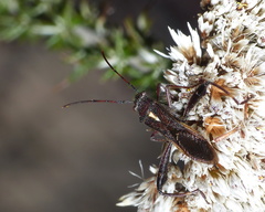 Mirperus jaculus