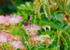 Graphium agamemnon menides