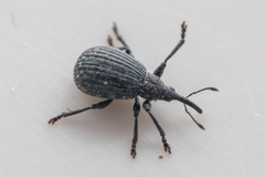 Protopirapion atratulum