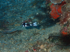 Plectorhinchus pica