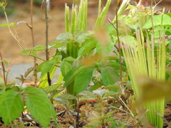 Parthenocissus quinquefolia