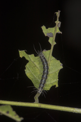 Utetheisa inconstans