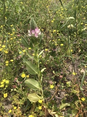 Ononis alopecuroides