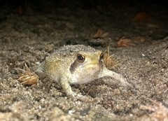 Breviceps carruthersi