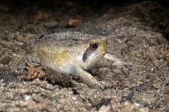 Breviceps carruthersi