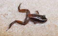 Eleutherodactylus weinlandi