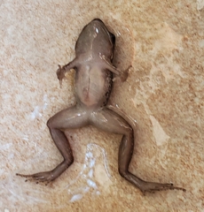 Eleutherodactylus weinlandi