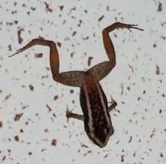 Eleutherodactylus weinlandi