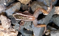 Eleutherodactylus weinlandi
