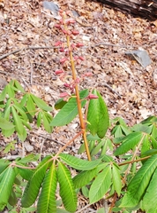 Aesculus pavia