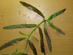 Hygrophila polysperma
