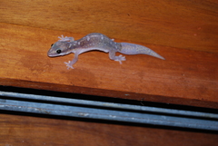 Diplodactylidae
