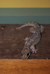 Diplodactylidae