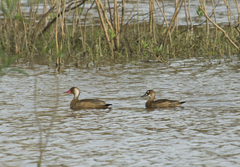 Amazonetta brasiliensis