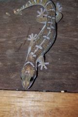 Diplodactylidae