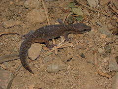 Diplodactylidae