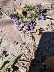Glechoma hederacea
