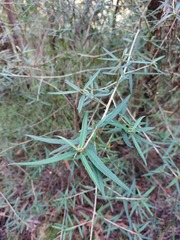 Olearia viscidula