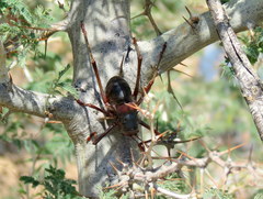 Acanthoplus longipes