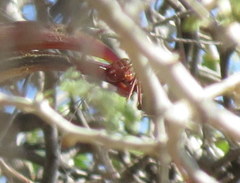 Acanthoplus longipes