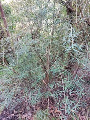 Olearia viscidula