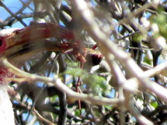 Acanthoplus longipes