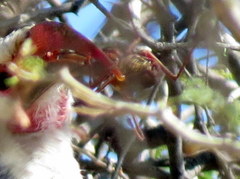 Acanthoplus longipes